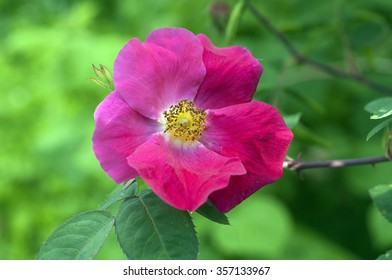 Vinegar Rose; Gallica; Apothecary's Rose