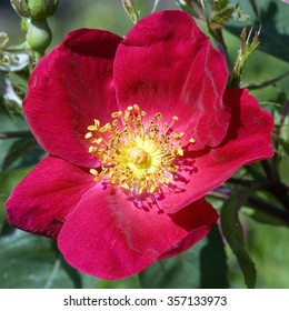 Vinegar Rose; Gallica; Apothecary's Rose