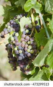 Vines