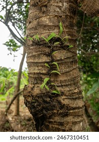 vines attached to coconut tree trunks in the forest