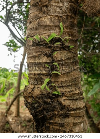 vines attached to coconut tree trunks in the forest