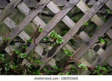 Vines Begin To Climb A Lattice Fence