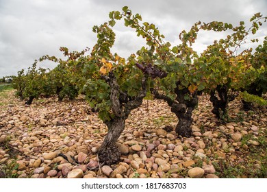 Chateauneuf Du Pape High Res Stock Images Shutterstock
