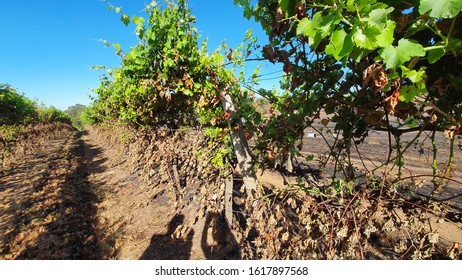 Vines Destroyed By Bushfire In Adelaide Hills Region Of South Australia, December 2019