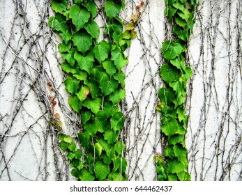 Vines Draped Across Concrete Slab Stock Photo 644462437 | Shutterstock