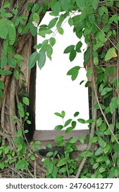 Vines framing an old window with greenery