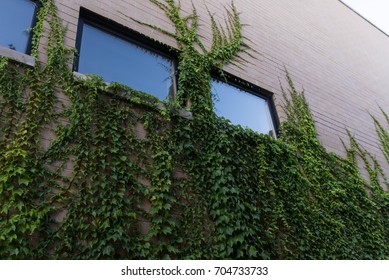 873 Vines over building Images, Stock Photos & Vectors | Shutterstock