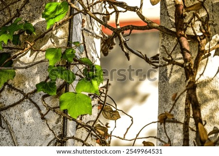 Similar – Gebüsch mit roten Beeren auf einer Wiese mit Teilen eines Baumstammes