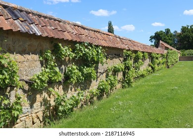 Vines Growing Up Against The Stone Wall Outside The Kitchen Garden In An Old English Country Manor House