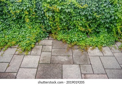 Vines growing on a pavement tiles 
