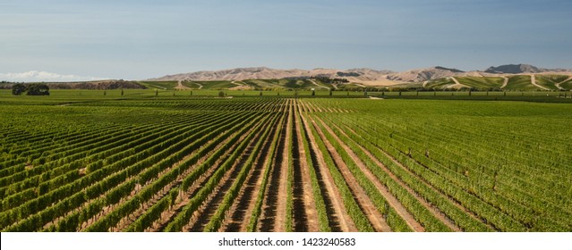 Vines Growing On The Plains In NZ