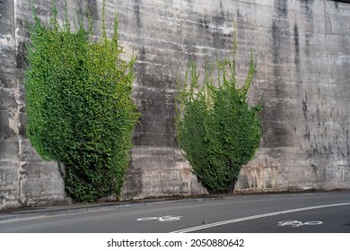 Vines Growing Up The Side On A Wall In The City