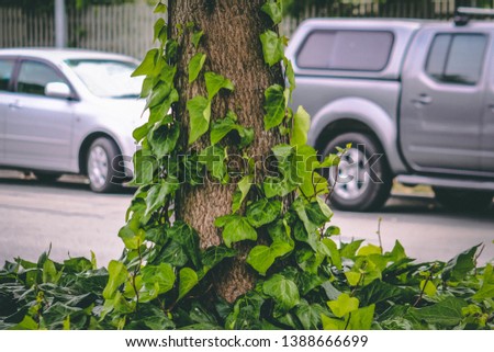 Vines Growing up tree trunk