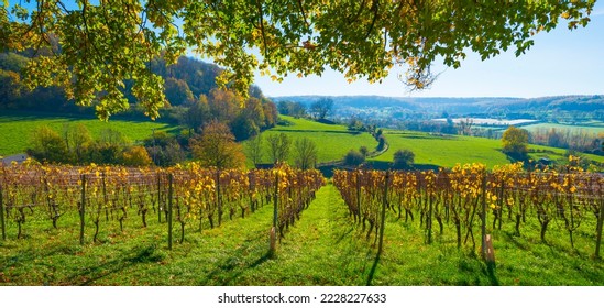 Vines growing in a vineyard on a hill in bright sunlight under a blue sky in autumn, Voeren, Limburg, Belgium, November, 2022 - Powered by Shutterstock