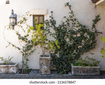 Vines Growing Up A Wall.