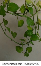 Vines On The 2nd Floor Of My House