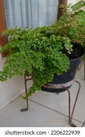 Vines On The 2nd Floor Of My House