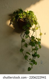 Vines On The 2nd Floor Of My House