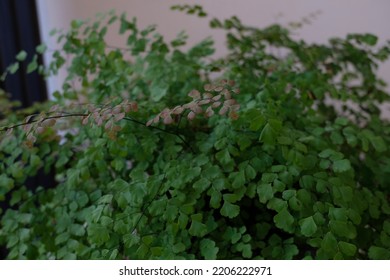 Vines On The 2nd Floor Of My House