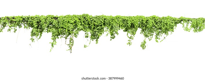 Vines on poles, plant on white background - Shutterstock ID 387999460
