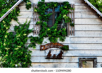 Vines on window
