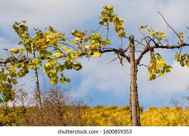 Vines In Pergola Vineyard Close-up