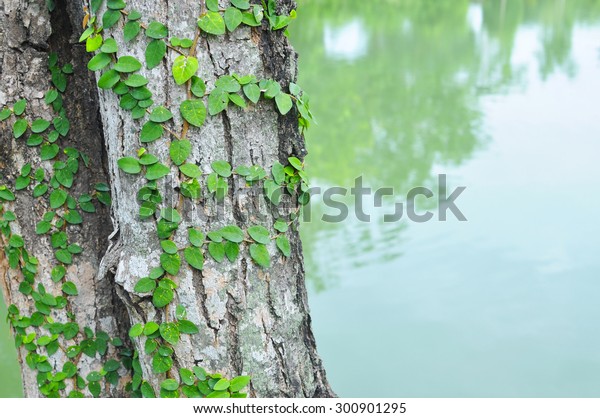 Vines Shingle Plant Wrapped Around Trees Stock Photo (Edit ...