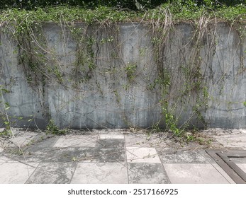 Vines spreading across weathered concrete wall - Powered by Shutterstock