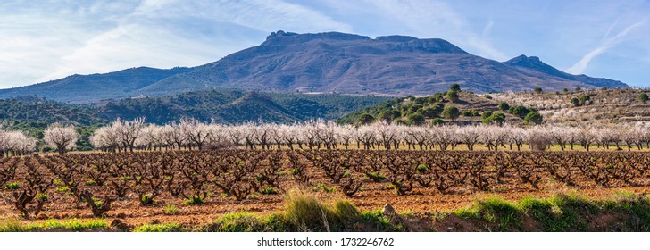 vines in spring in the background mountains and almond trees in flower