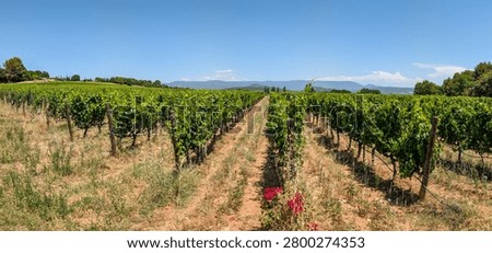 Vines stretch out in long rows across the sun-drenched landscape of Provence. In the background, the rolling hills of the Luberon rise against a clear sky. Panoramic landscape 