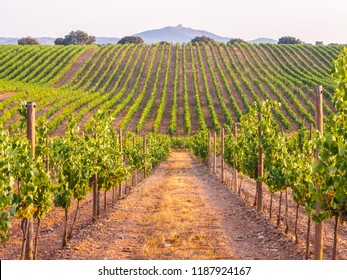 Vines in a vineyard in Alentejo region, Portugal, at sunset. - Shutterstock ID 1187924167