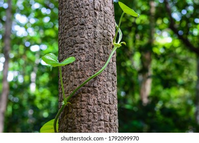 Vines Wrapped Around Tree Images Stock Photos Vectors Shutterstock
