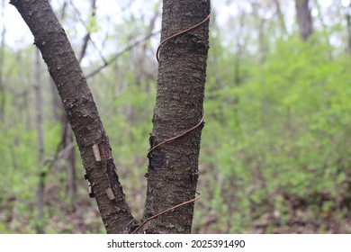 Vines Wrapping Around A Tree