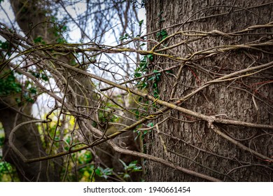 Vines Wrapping Around A Tree In A Forest Near Kamakura, Japan.