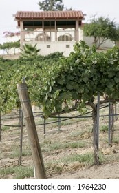 Vineyard