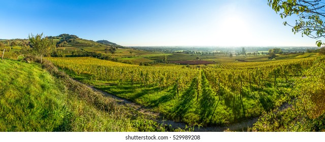 Vineyard