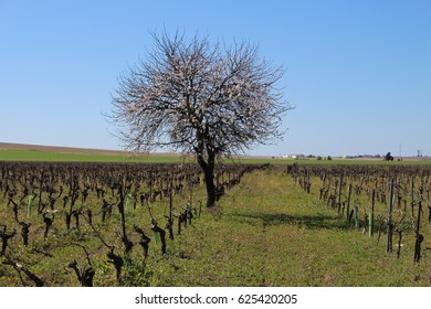 Vineyard