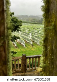 Vineyard