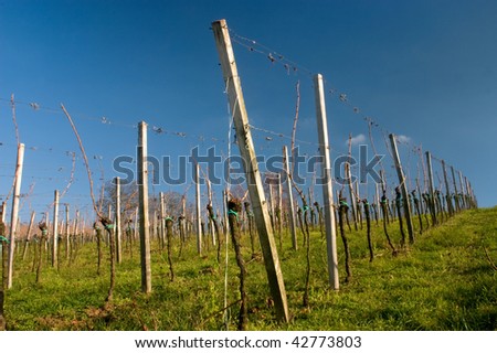 Similar – Old vines Environment