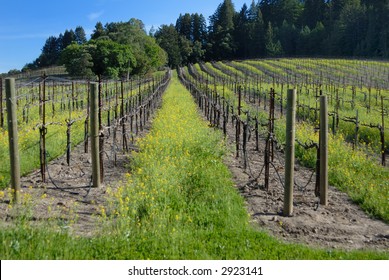Vineyard #68