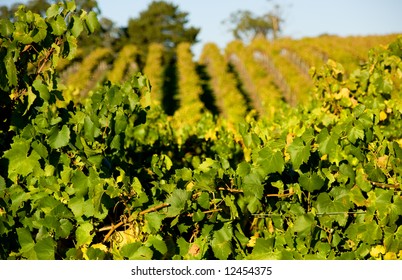 Vineyard In The Adelaide Hills