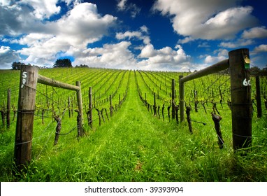 Vineyard In The Adelaide Hills