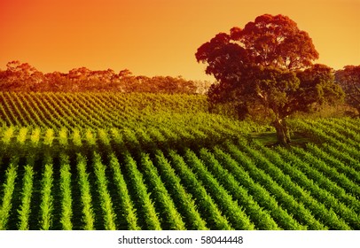 Vineyard In The Adelaide Hills