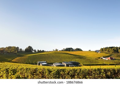 Vineyard In Adelaide Hills Autumn