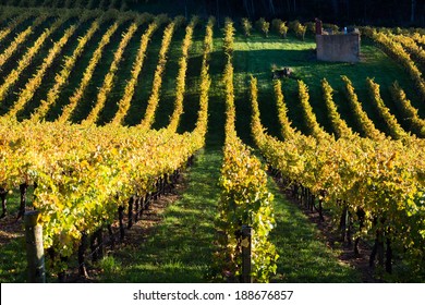 Vineyard In Adelaide Hills Autumn With Old Farm House Ruin