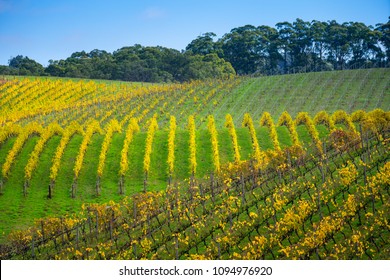 Vineyard In The Adelaide Hills, South Australia