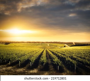 Vineyard In The Adelaide Hills, South Australia