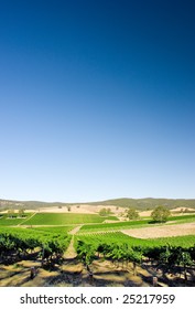 Vineyard In Adelaide Hills, South Australia