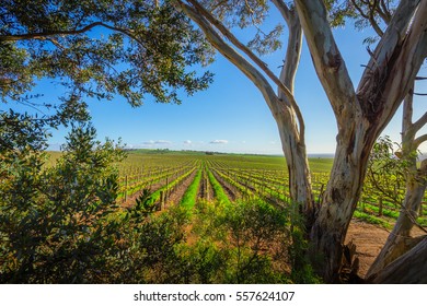 Vineyard In The Adelaide Hills, South Australia