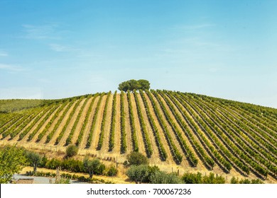 Vineyard, Alentejo, Portugal